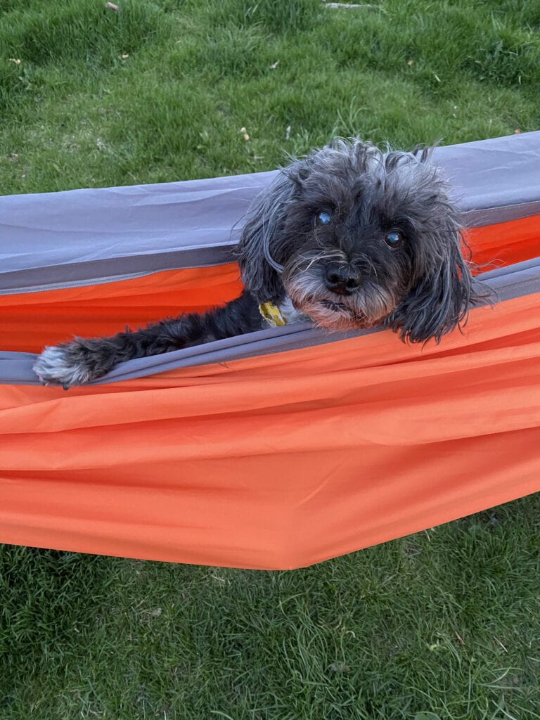 A black and gray dog lays in an orange hammock with a leg draped over the edge.
