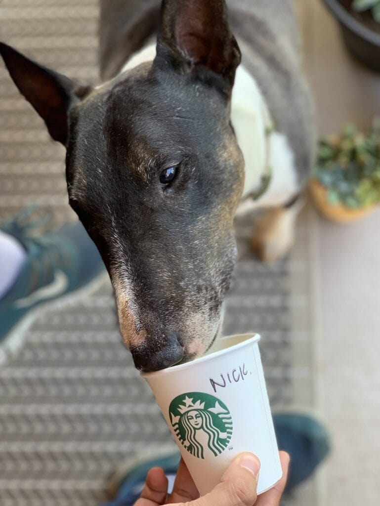 Nick the bull terrier licks from a Starbucks cup with his name on it.