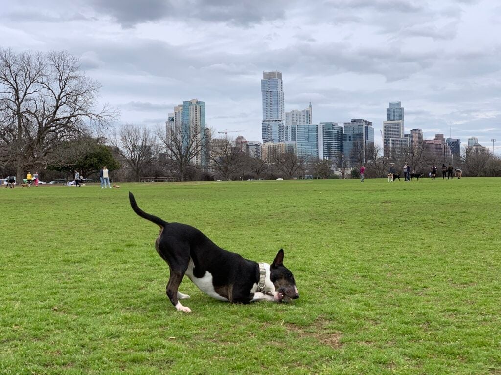 Nick chews vigorously on a toy in the middle of a bright green field with the city skyline behind.