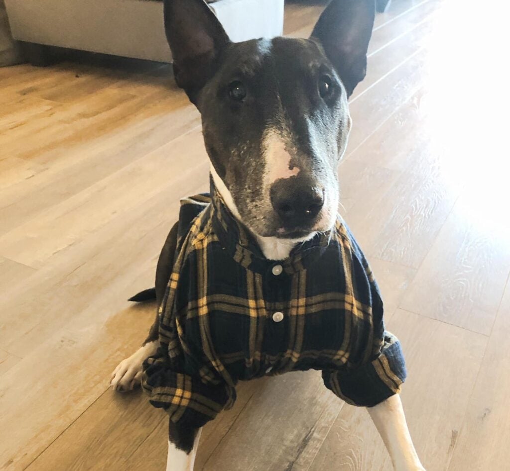 Nick stands alert, wearing a yellow and black flannel shirt.