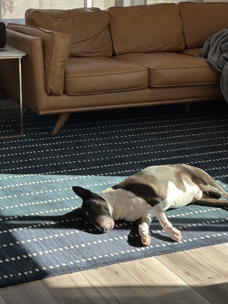 Nick the bull terrier sprawled out in the sun on a green carpet.
