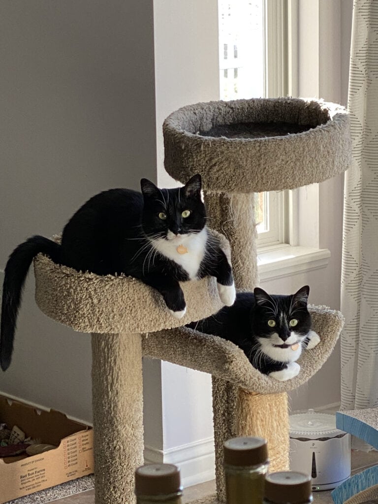 Two black and white tuxedo cats sit in a cat tree in front of a sunny window.