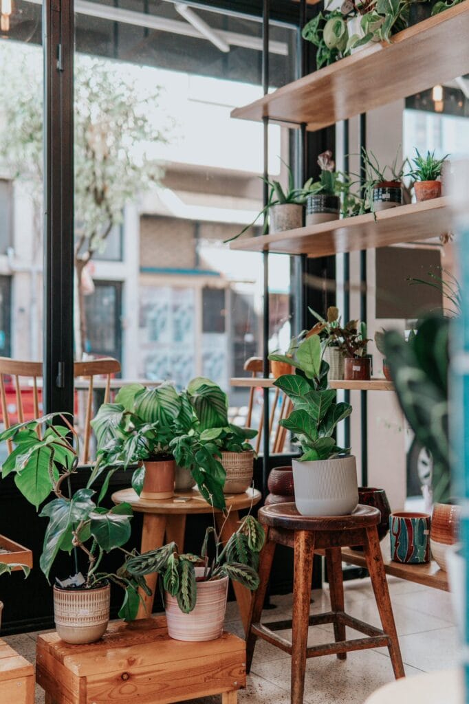 Numerous potted plants are arrayed on shelves and tables in front of a sunny window.